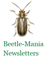 beetle-for-wordpress